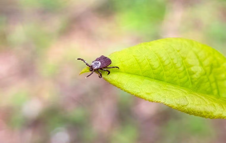 Tick on a leaf