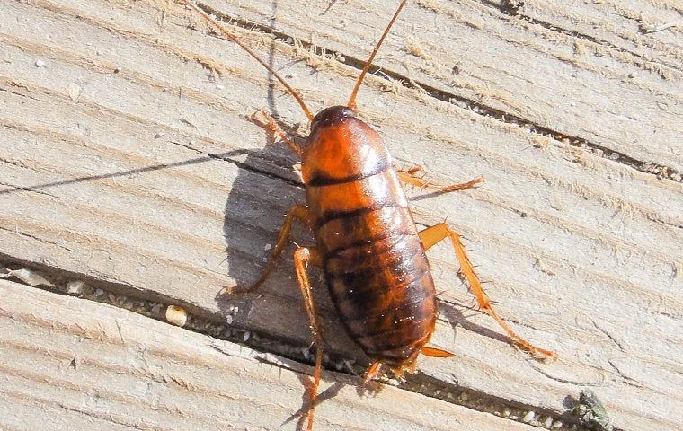 large cockroach on a wooden deck