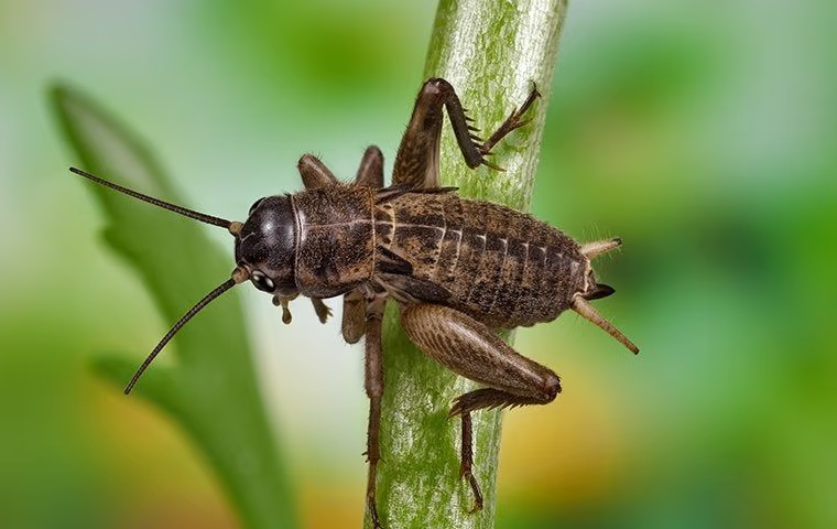 cricket sitting on a grass blade