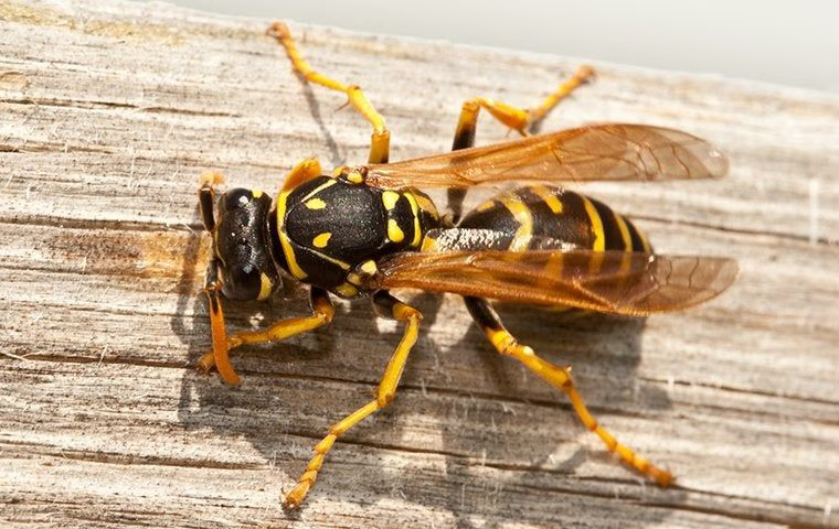 black and yellow wasp sitting on wood